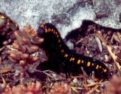 Raupe des Apollofalters
