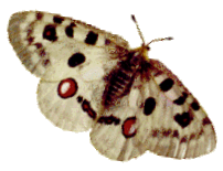 Apollofalter
