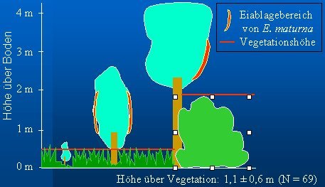 Maivogel Eiablageh&#246;hen