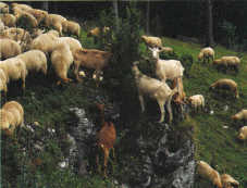 Beweidung mit Schafen und Ziegen