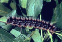 Heckenwollafter-Raupe