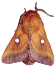 Heckenwollafter