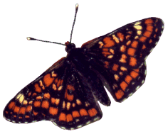 Maivogel